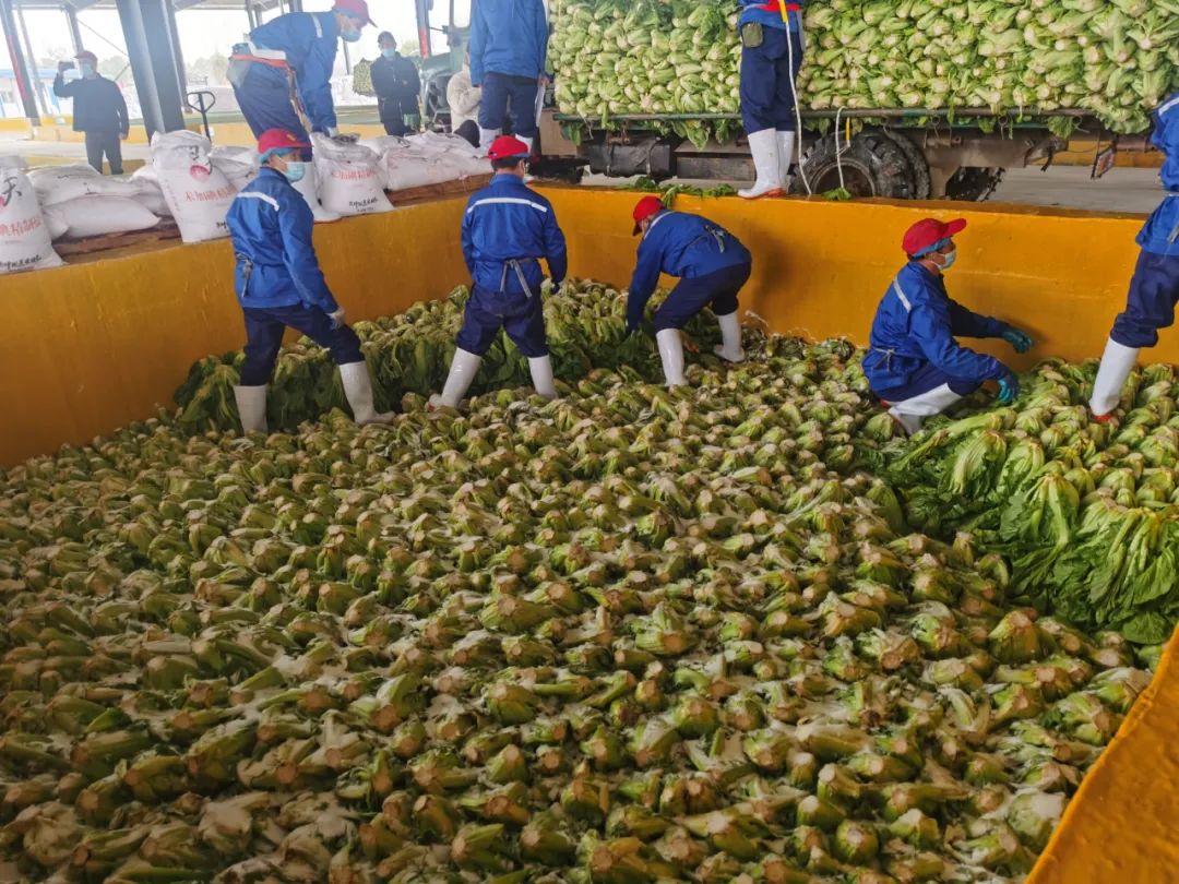 再探华容：“3·15”曝光一周年，一场13万酸菜从业者的自救