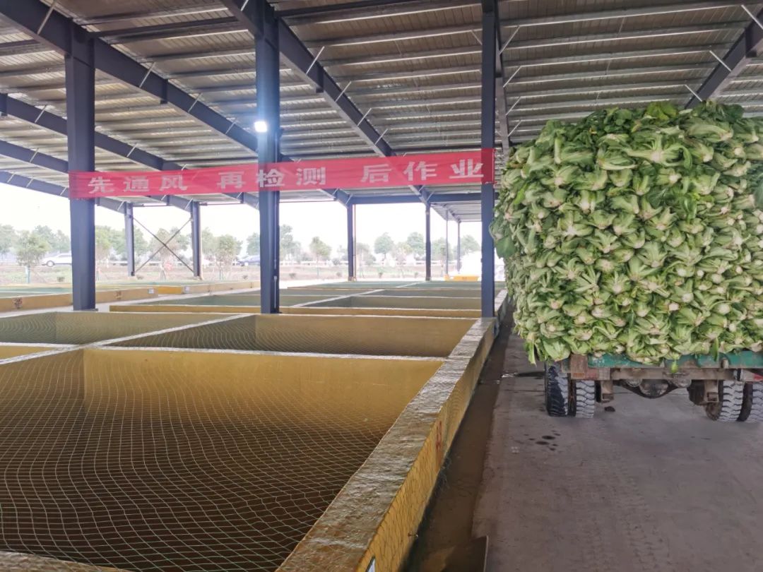 再探华容：“3·15”曝光一周年，一场13万酸菜从业者的自救