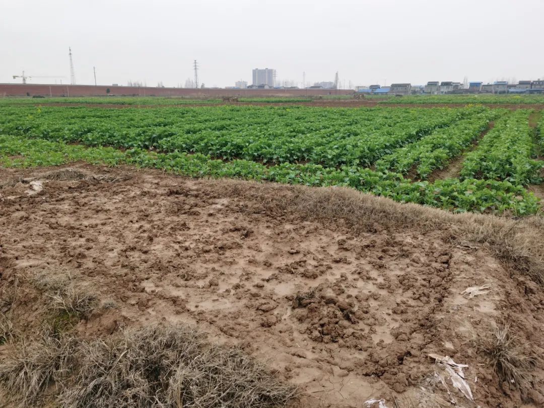 再探华容：“3·15”曝光一周年，一场13万酸菜从业者的自救