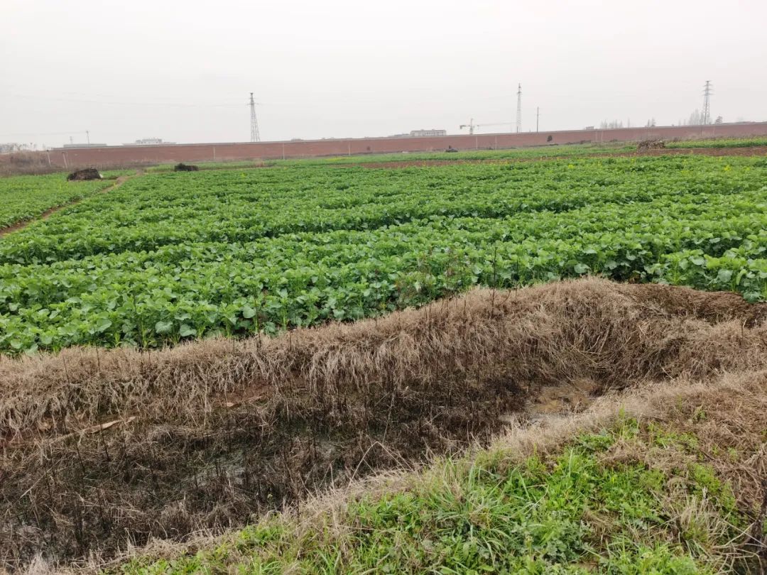 再探华容：“3·15”曝光一周年，一场13万酸菜从业者的自救